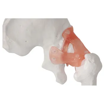 1:1 W Naturalnej Wielkości Ludzkiego Stawu Biodrowego Pęk Тазобедренная Kość Model Dorosłego Stawu Biodrowego Anatomia Model Medyczne Szkolne Ludzie Szkielet Modelu
